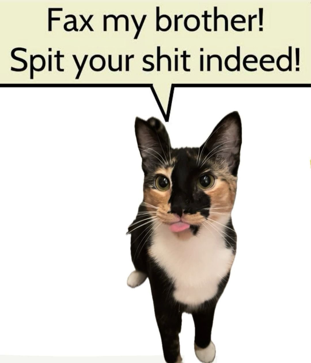 kitty